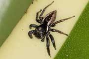 Jumping Spider (Jotus sp) (Jotus sp)